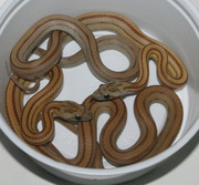 Caramel Stripe Corn Snakes
