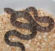 Charcoal Corn Snake