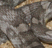 Charcoal Corn Snake Scale Close-Up