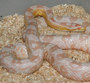 Coral Snow Corn Snake