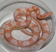 Coral Snow Corn Snake