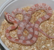 Coral Snow Corn Snake