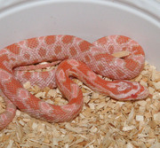 Coral Snow Corn Snake Hatchling