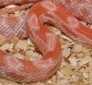 Coral Snow Corn Snake Scale Close-Up