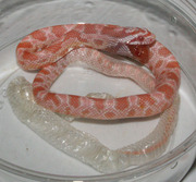 Coral Snow Corn Snake Hatchling