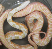Coral Snow Corn Snake Ventral Photo