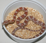 Ghost Corn Snake