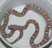 Ghost Bloodred Corn Snake
