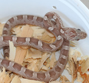 Ghost Bloodred Corn Snake