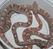 Ghost Bloodred Corn Snakes