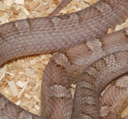 Ghost Bloodred Corn Snake