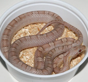 Ghost Bloodred Corn Snake