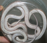Ghost Bloodred Corn Snakes Ventral Photo