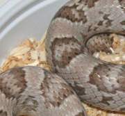 Ghost Corn Snake