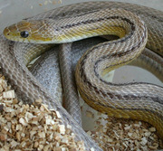 Ghost Stripe Corn Snake