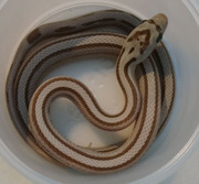 Ghost Stripe Corn Snake