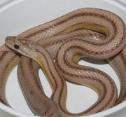Ghost Stripe Corn Snake