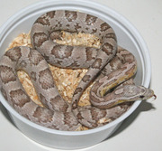 Ghost Corn Snake