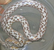 Ghost Corn Snake Ventral Photo