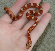 Hypo Bloodred Corn Snake