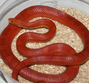 Hypo Bloodred Corn Snake