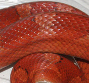 Hypo Bloodred Corn Snake