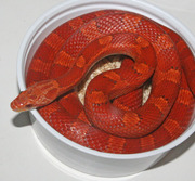 Hypo Bloodred Corn Snake