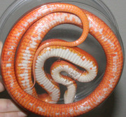 Hypo Bloodred Corn Snake Ventral Photo