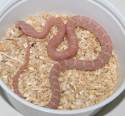 Hypo Lavender Corn Snake Hatchling