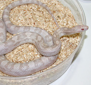 Adult Hypo Lavender Corn Snake