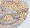 Hypo Lavender Corn Snake