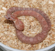 Hypo Lavender Corn Snake Hatchling