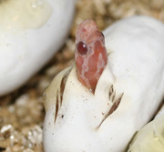 Hypo Lavender Corn Snake Pippy