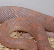 Hypo Lavender Corn Snake Scale Close-Up