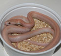 Hypo Lavender Stripe Corn Snake