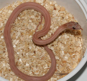 Hypo Lavender Stripe Corn Snake Hatchling