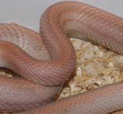 Hypo Lavender Stripe Corn Snake Scale Close-Up