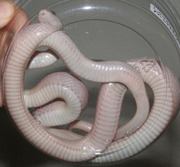 Hypo Lavender Stripe Corn Snake Ventral Photo