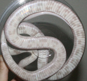 Hypo Lavender Corn Snake Ventral Photo