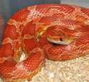 Hypomelanistic Corn Snake Hypo