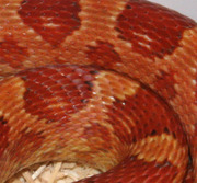 Hypomelanistic Corn Snake