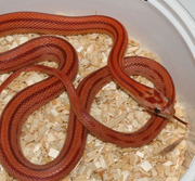Hypomelanistic (Hypo A) Stripe Corn Snake