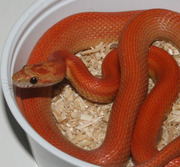 Hypomelanistic (Hypo A) Stripe Corn Snake