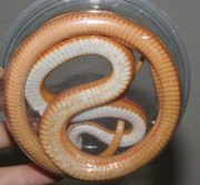 Hypomelanistic (Hypo A) Stripe Corn Snake