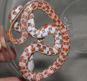 Ghost Bloodred Corn Snake