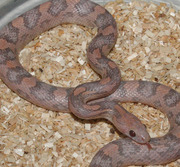 Yearling Lavender Corn Snake