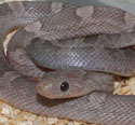 Lavender Bloodred Corn Snake