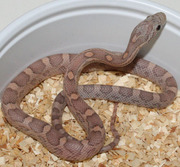 Male Lavender Corn Snake Hatchling