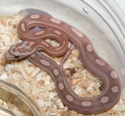 Lavender Motley Corn Snake