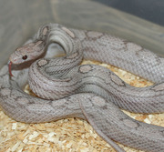 Adult Female Lavender Motley Corn Snake